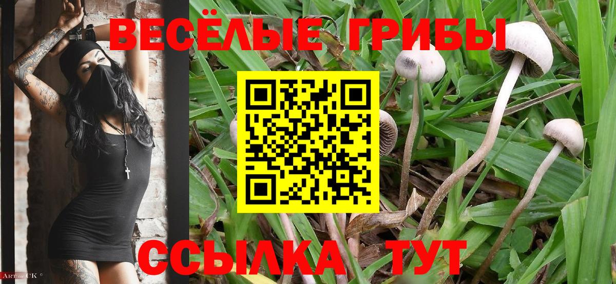 Галлюциногенные грибы Cubensis  Вход с VPN  Строитель 